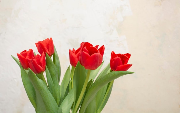 bloemen zijn tulpen rode tulpen voor de vakantie blanco voor een ansichtkaart