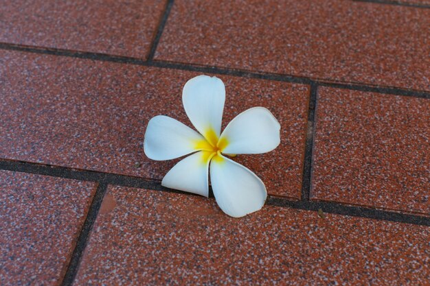 Bloemen zijn witte cementvloer