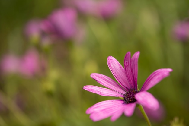 bloemen