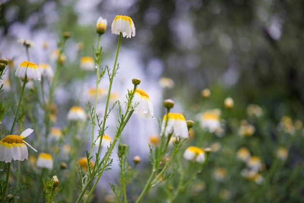 bloemen