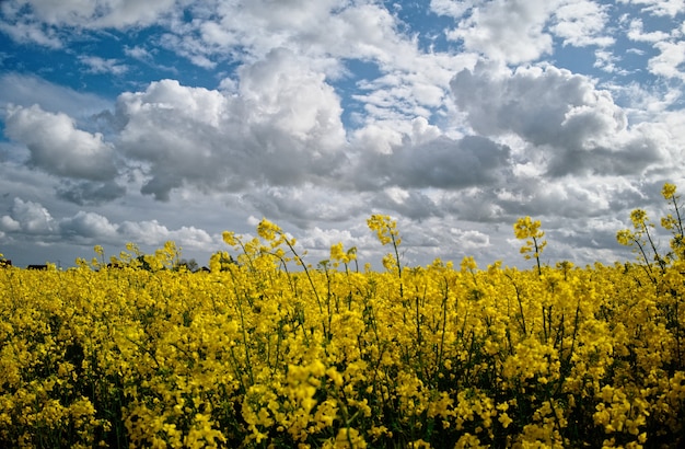 Bloemen