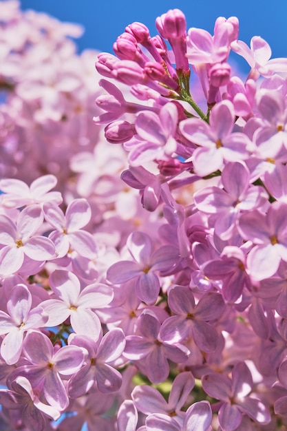 Bloemenachtergrond die van bloeiende seringen wordt gemaakt.