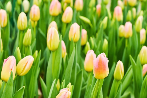 Bloemenachtergrond - groeiende ongeopende felgele roze tulpen