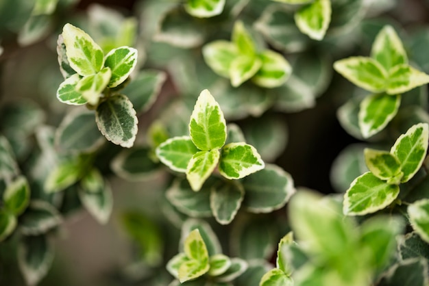 Bloemenachtergrond met groene bladeren