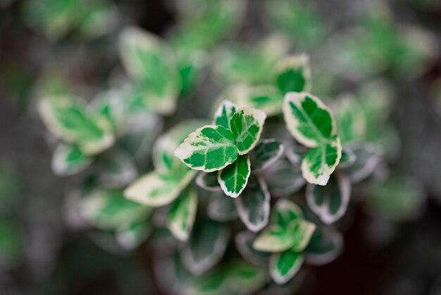 Bloemenachtergrond met groene bladeren