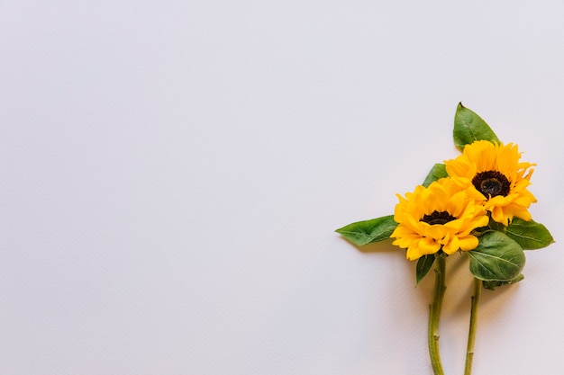 Bloemenachtergrond met zonnebloemen