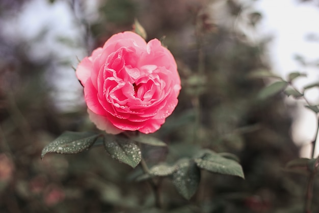 Bloemenachtergrond, roze bloem in de tuin