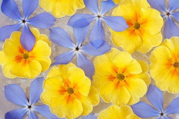 Bloemenachtergrond Tuinbloemen geel en blauw