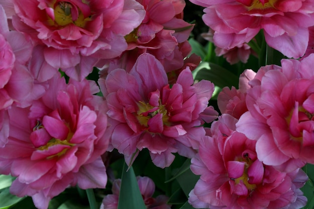 Bloemenachtergrond van bloeiende toppen van roze tulpen