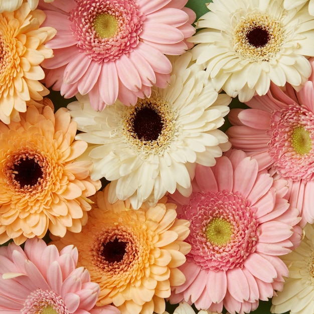 Bloemenachtergrond van verschillende mooie gerbera's