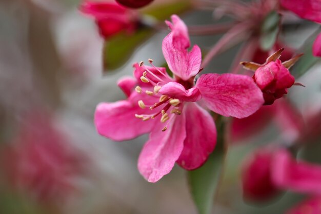 bloemenbanner met kopieerruimte voor tekst een tak van bloemen en knoppen van een appelboom