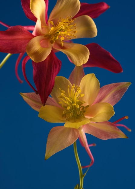 Bloemenbehang met aquilegia bloem