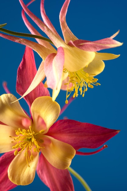 Bloemenbehang met aquilegia bloem