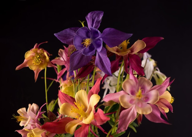 Bloemenbehang met aquilegia bloem