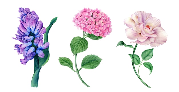 Foto bloemencollectie van hyacint, hortensia en roos vintage aquarel botanische illustratie