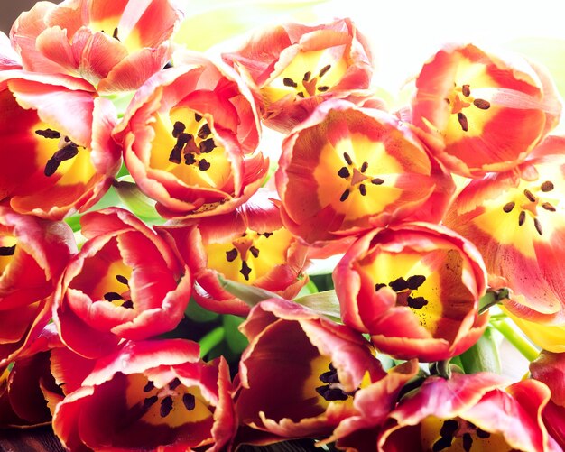Bloemenkaart met tulpen Close-up rode tulpen