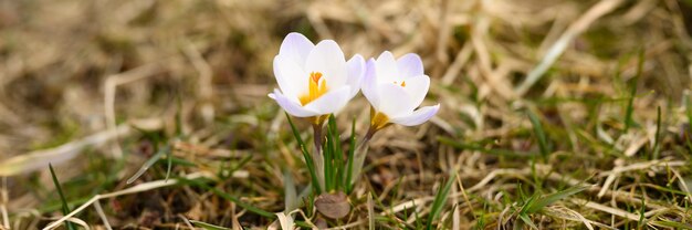 Bloemenkrokussen in volle bloei, wit lila kleur, groeien op het verdorde gras. de eerste lentebloemen in de natuur buiten.