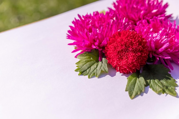 Bloemenpatroonsamenstelling met paarse en roze asterbloemen op wit bedrukt behang als achtergrond