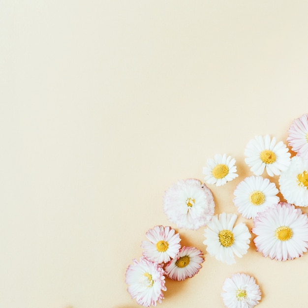 Bloemensamenstelling met de bloemknoppen van de madeliefjekamille op pastelkleur