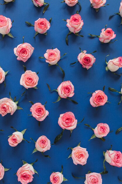 Bloemensamenstelling met roze roze bloemknoppen en bladerenpatroontextuur op blauwe oppervlakte