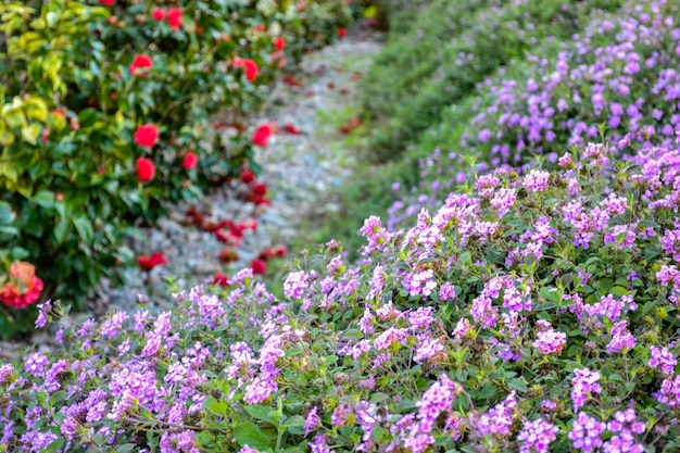 Bloemenstruiken paarse en rode achtergrond