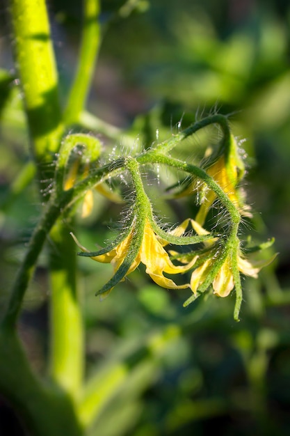 Bloementomaten in de tuin in de zomer