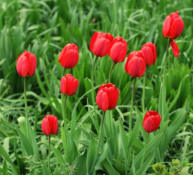 Bloementuin met tulp close-up