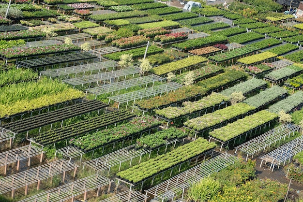 Bloementuin Sadec in Vietnam