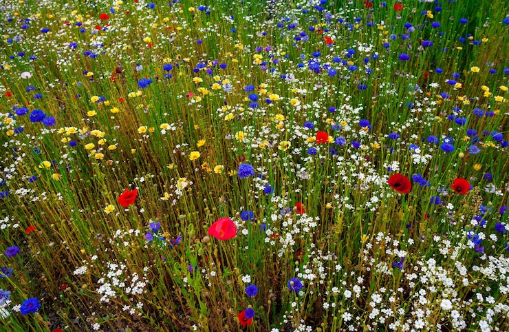 Foto bloemenveld in een berglandschap