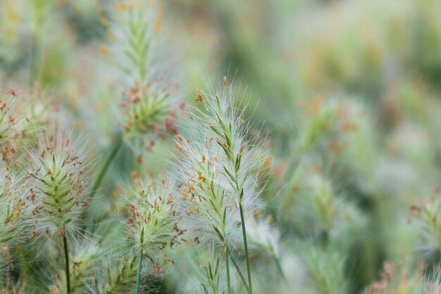 Bloemenveld wit en groen