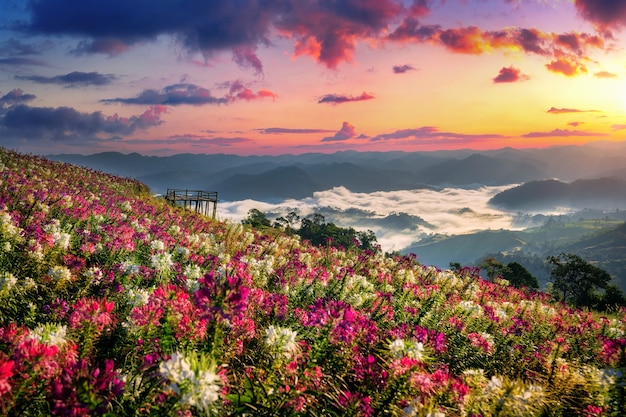 Bloemenvelden en zonsopganggezichtspunt bij Mon Mok Tawan in de provincie Tak, Thailand