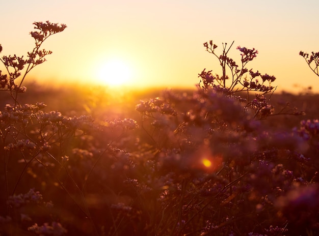 Bloemenweide in de ochtend bij zonsopgang Selectieve focus