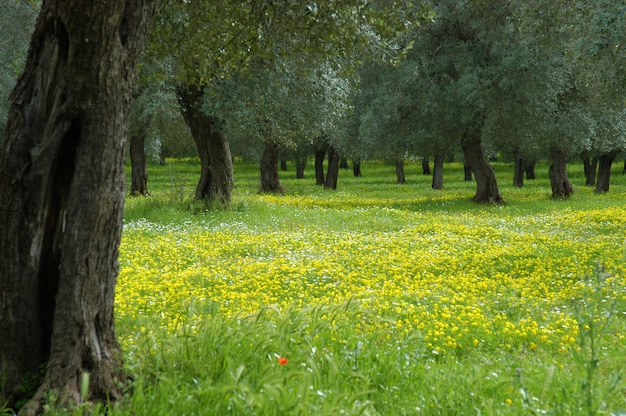 Bloemenweide van gele bloemen en olijfbomen
