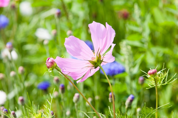 Foto bloemenweide