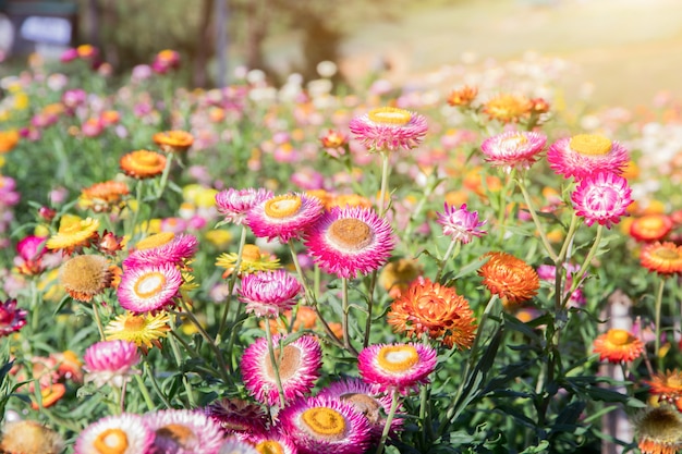 Bloemgebied, Mooi van bloemen in het tuinieren van achtergrond, de lentetijd warme toon van Tuinbloemen