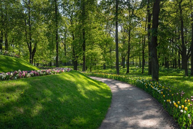 Foto bloemglijbaan in gatchinsky park op een zonnige zomerdag gatchina leningrad regio rusland