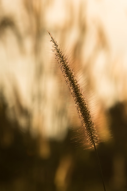 Bloemgras in de avondzon