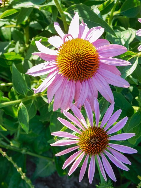 Foto bloemhoofd van een grote echinacea purpurea close-up macro-opname kleurrijke details van de bloem