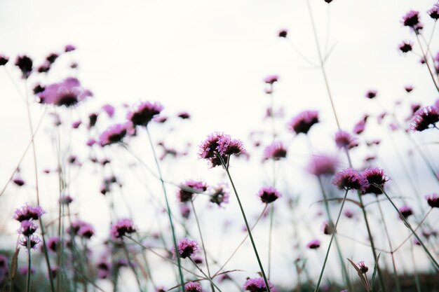 Bloemhoofd van paars in de winter met de lucht.