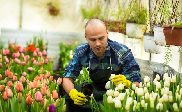 Bloemisten man aan het werk met bloemen in een kas Lente veel tulpenbloemen concept industriële teelt van bloemen veel mooie gekleurde tulpen