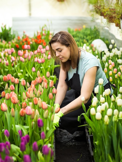 Bloemistenvrouw die in de lente met bloementulpen in een serre werkt