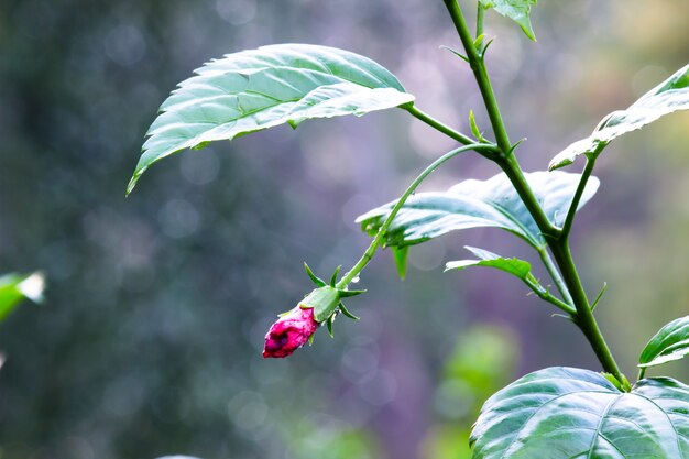 bloemknop in bloei in de tuin op een zonnige dag