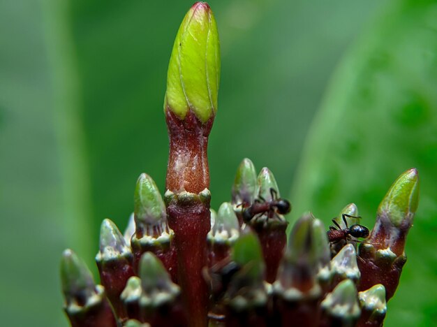 Bloemknop in de tuin met wat mieren