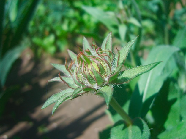 Bloemknop in groen gebladerte foto