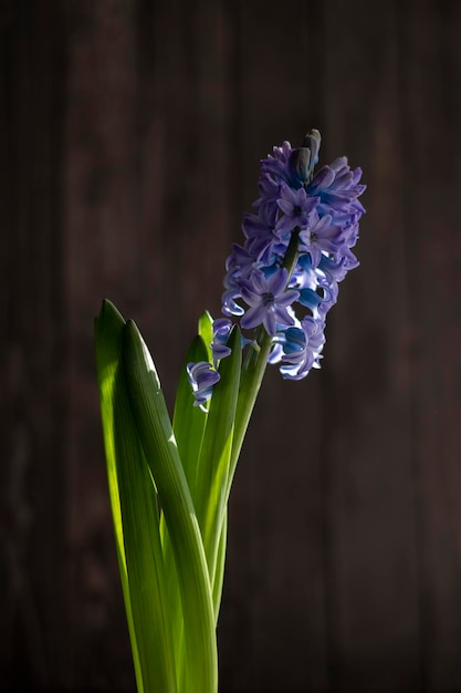 Bloemknopgeacint of hyacintbloem op donker houten symbool als achtergrond van de vroege lente