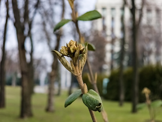 Bloemknoppen van leatherleaf viburnum Viburnum rhytidophyllum in het vroege voorjaar