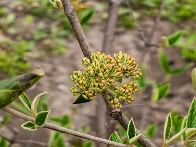 Bloemknoppen van leatherleaf viburnum Viburnum rhytidophyllum in het vroege voorjaar