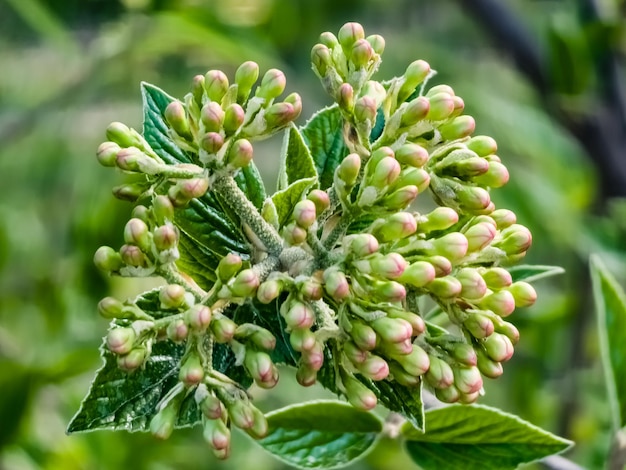 Bloemknoppen van leatherleaf viburnum Viburnum rhytidophyllum in het vroege voorjaar