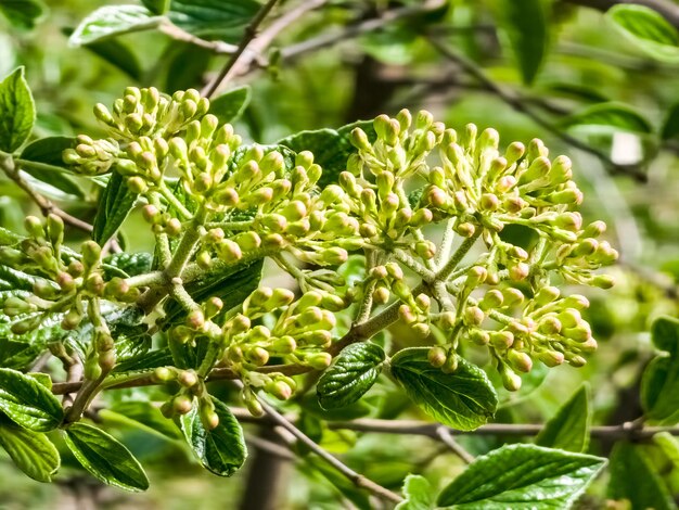 Bloemknoppen van leatherleaf viburnum Viburnum rhytidophyllum in het vroege voorjaar