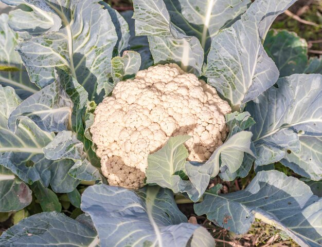 Bloemkool groeien in het veld